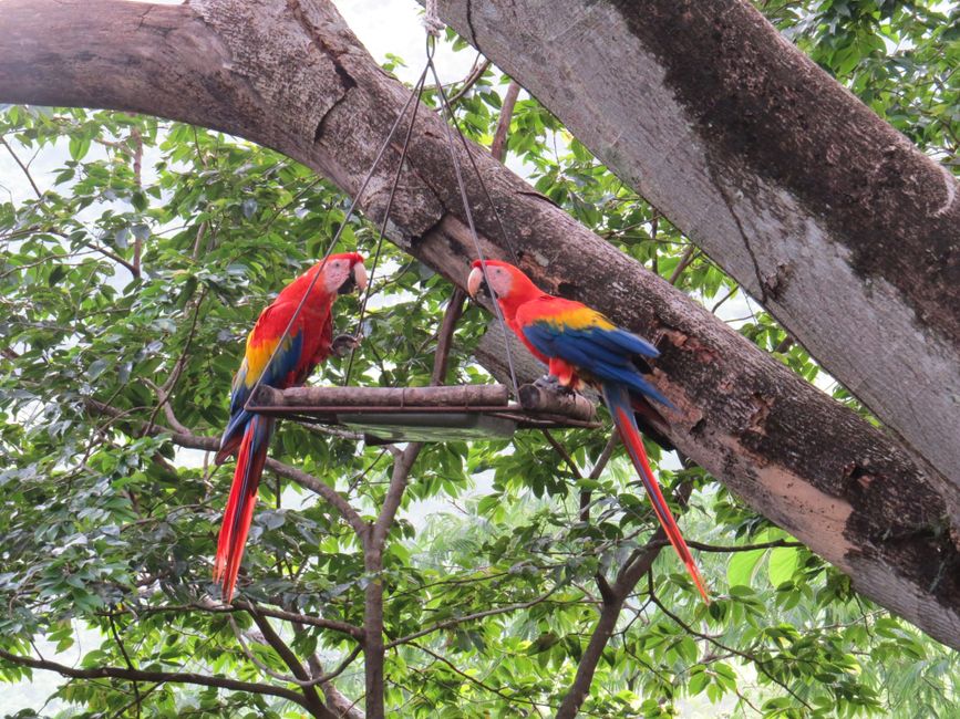 Papageien in Punta Islita (10.5.22)