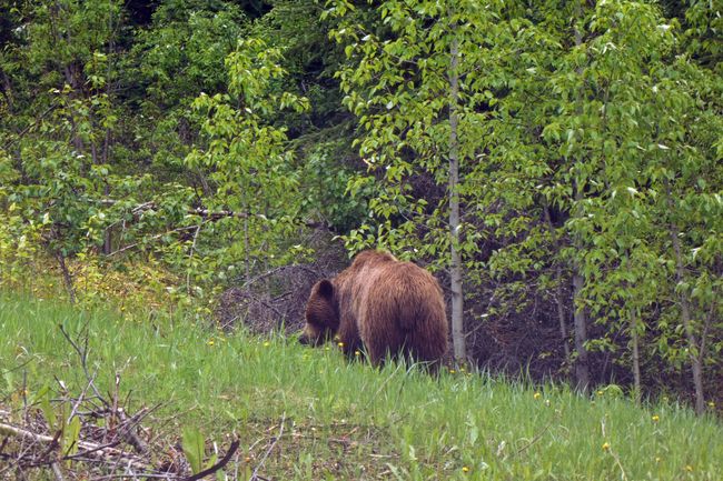 Grizzlybär (im Jasper Nationalpark)