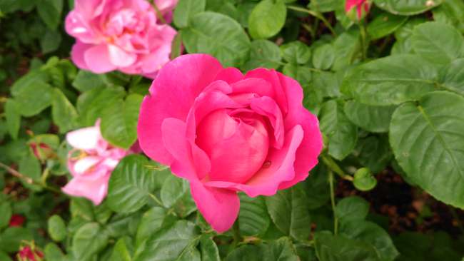 Rose in Queen Mary's Rose Garden in Regent's Park, London