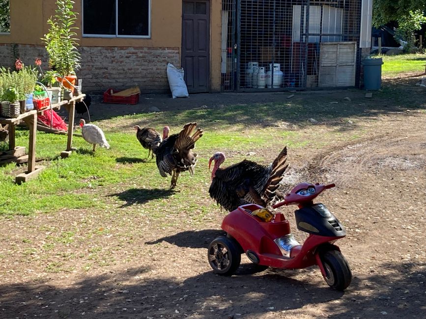 Turkeys and scooters