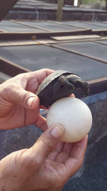 Baby Turtle - 2 Monate alt