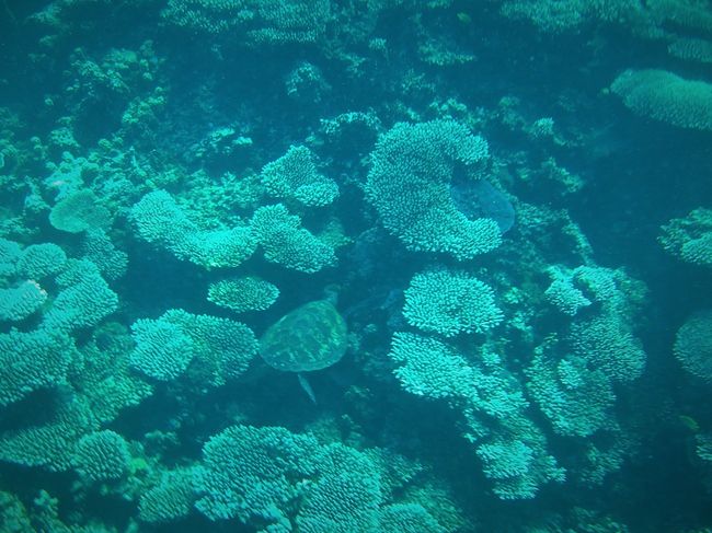 WA - Shark Bay and Ningaloo Reef