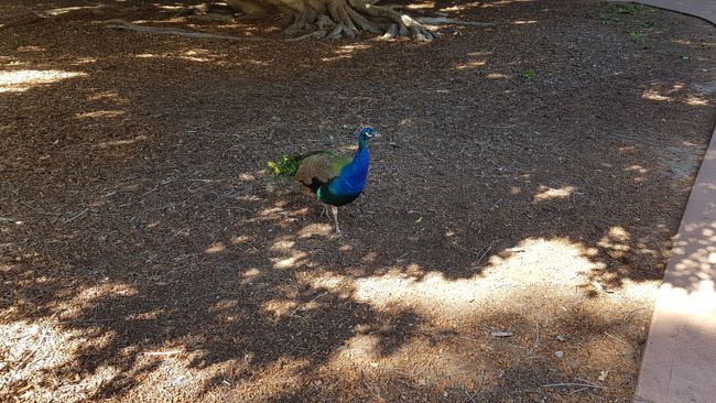 And another peacock.