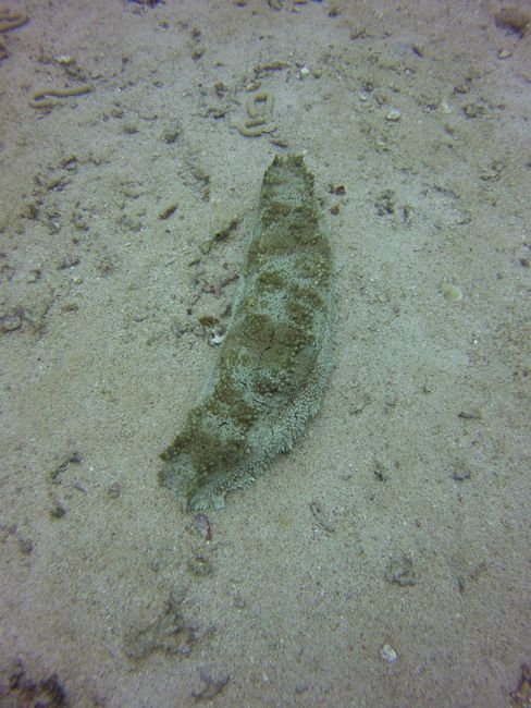giant sea cucumber