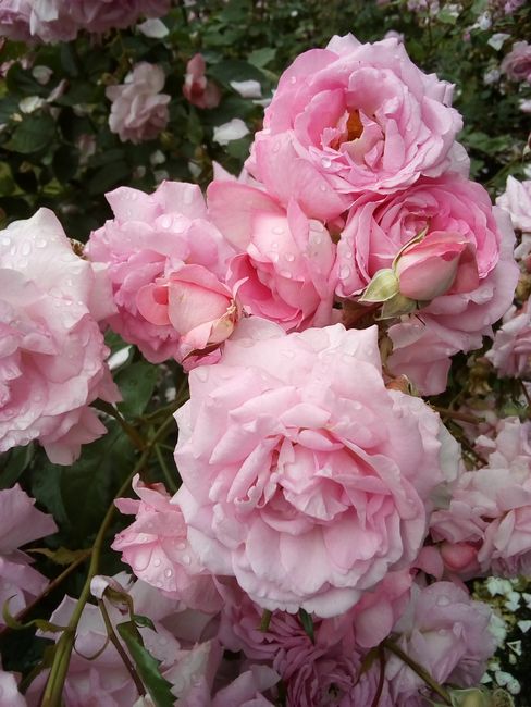Roses in Stanley Park