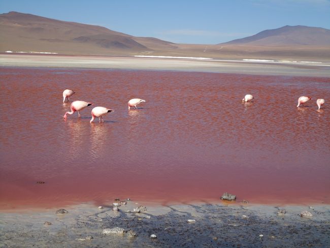 Salt desert, flamingos and volcanoes