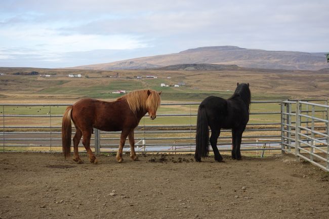 The most beautiful stallions in Iceland