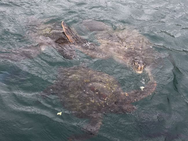 Lots of sea turtles by the boat