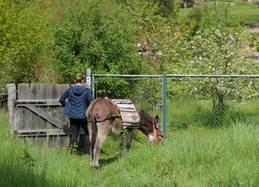 2023 - May - Donkey trekking in Alsace