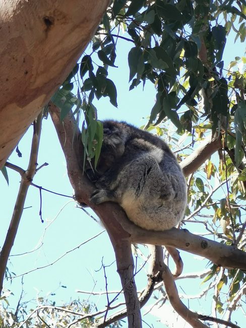 Koalas in Yanchep National Park - so cute