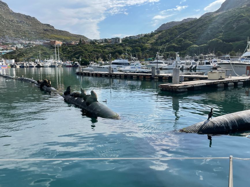 Seals & Penguins in the Harbour