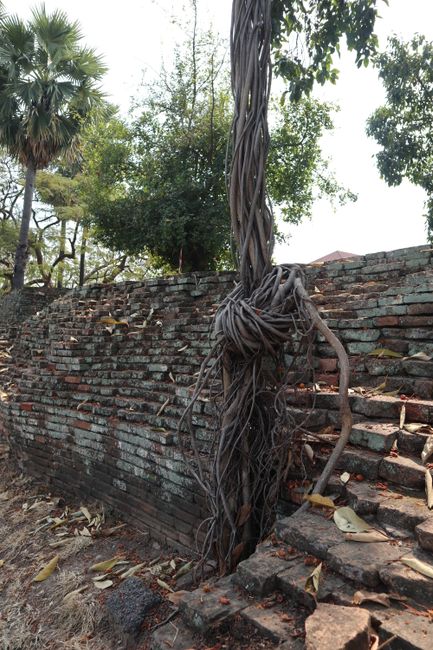 The city wall and a knotted vine.