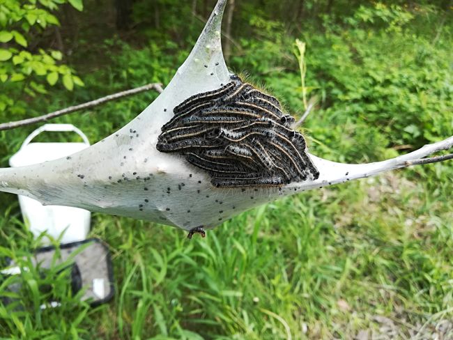 Attack of the tent caterpillars
