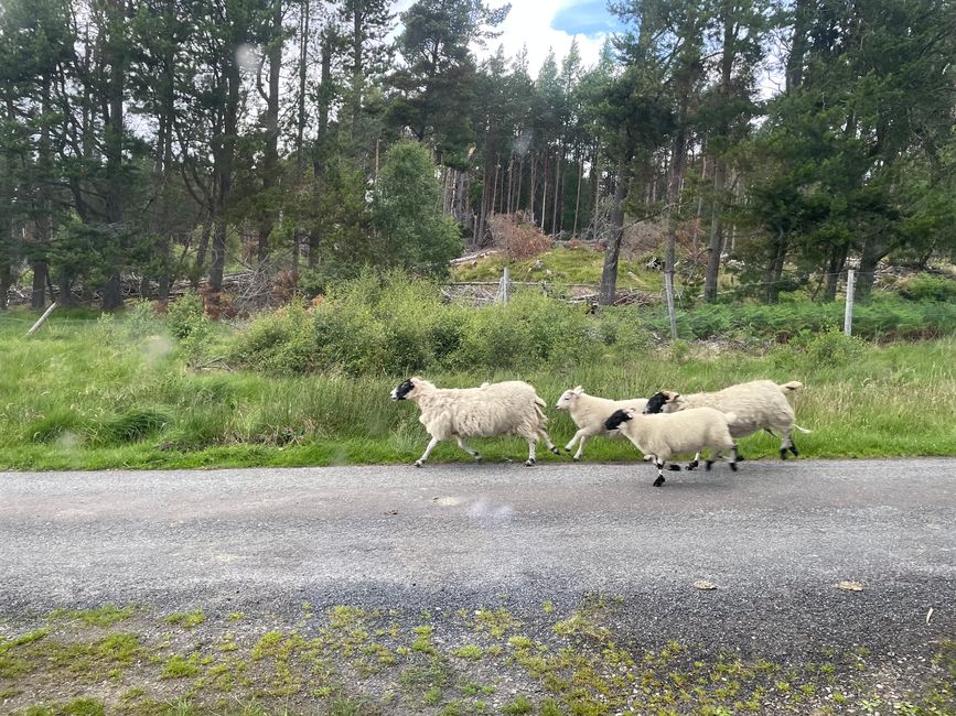 With the sheep in Cairngorms National Park