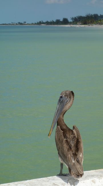 Celestún - A pelican