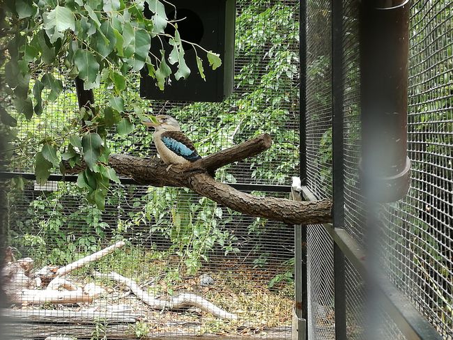 Kingfisher Kookaburra