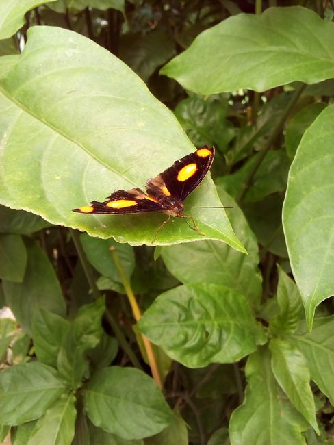 Butterfly house
