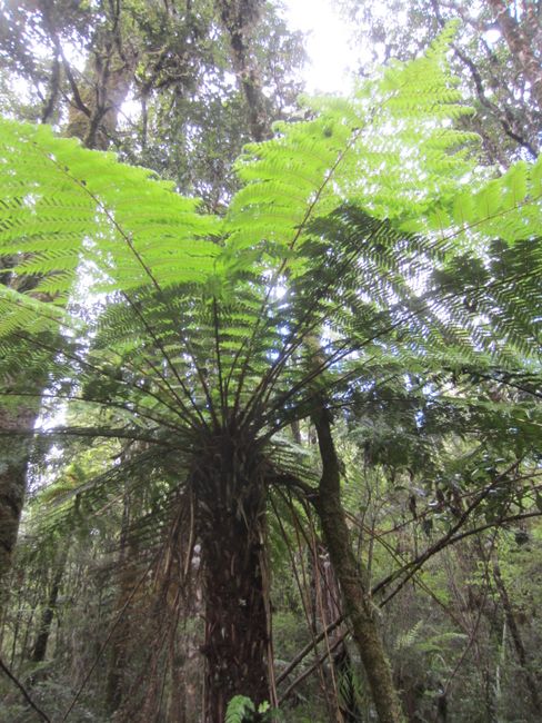 In the middle of nowhere: Fox Glacier or kiwis and fireflies