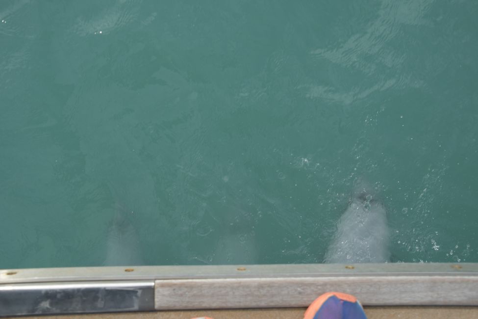 Banks Peninsula - Akaroa Nature Cruise - Hector's Dolphins under the boat