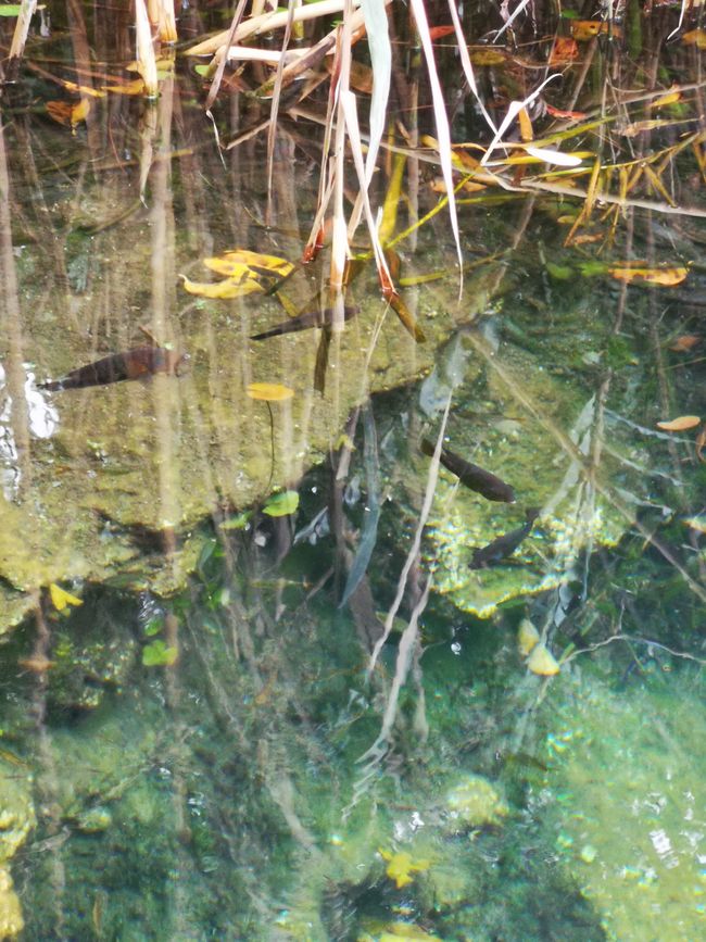 Diving platform, Cenote Escondido