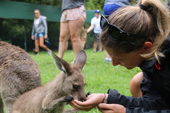 Australia Zoo - Wer kennt ihn noch, den Crocodile Hunter: Steve Irwin