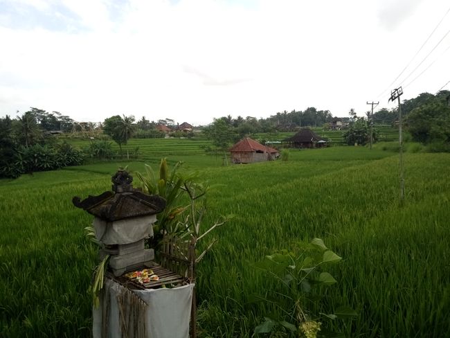 Rice terraces near Ubud
