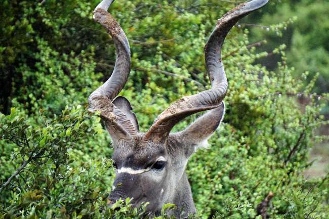 Männliches Kudu