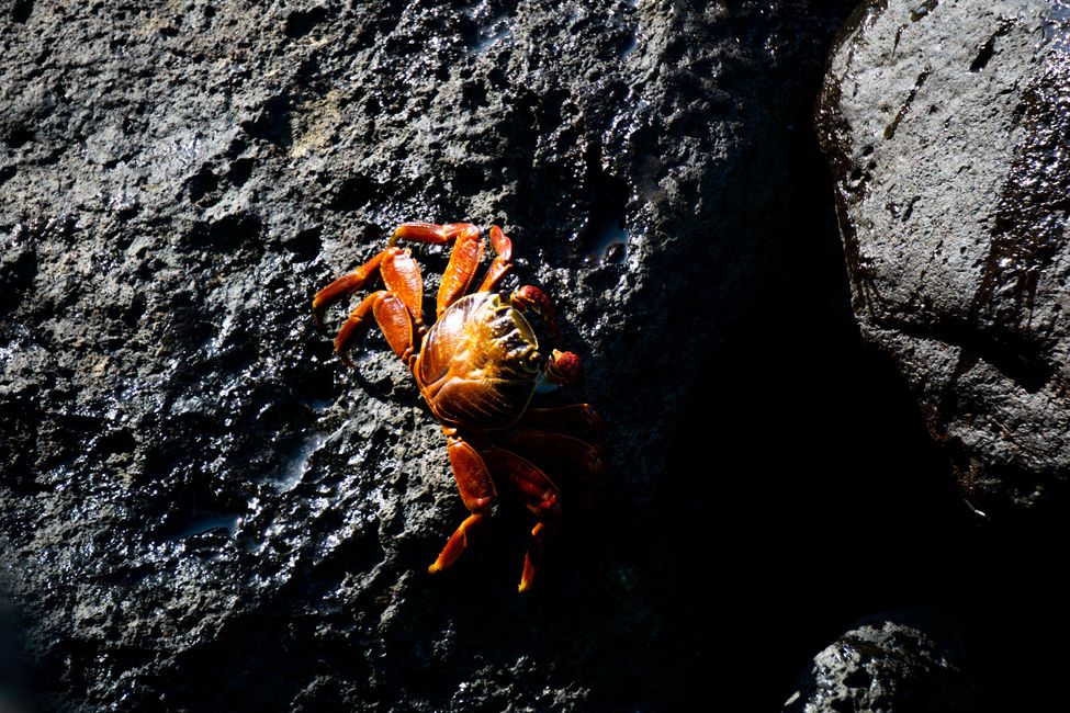 Mr. Crab 