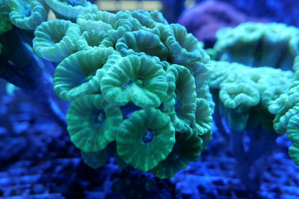 Korallen 