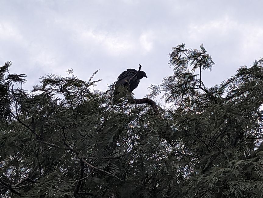 06.06.2022 Weiterflug nach Foz do Iguacu (Argentinische und Brasilianische Wasserfälle)