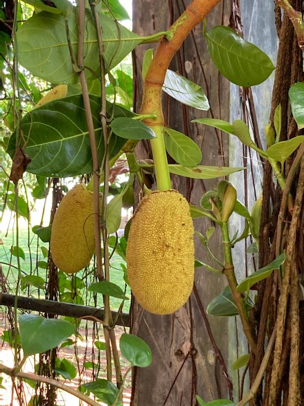 This is actually what a jackfruit looks like, who would have thought.