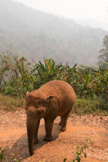 Elefanten in CHIANG MAI