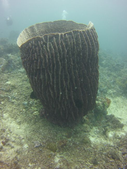 riesige Korallen