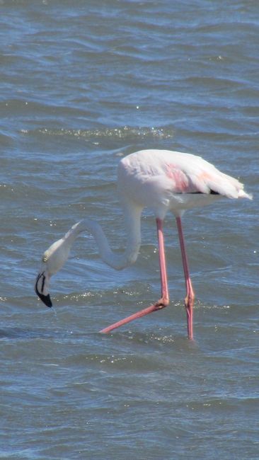 Flamingo in Walvis Bay