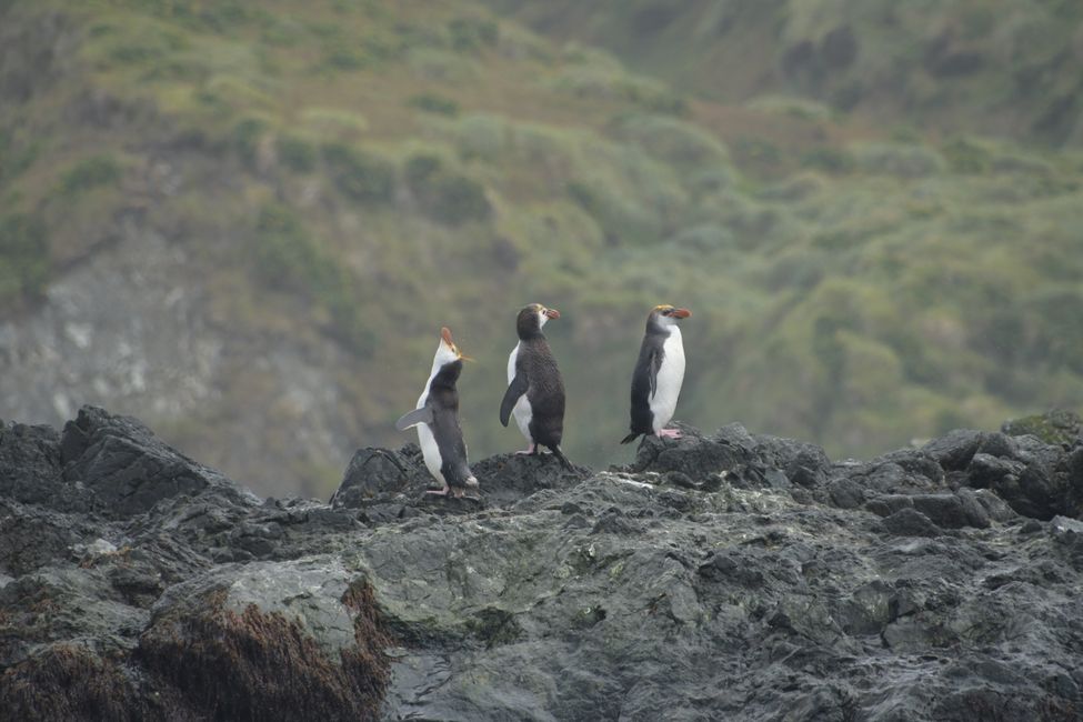 Macquarie Island - Royal Penguins