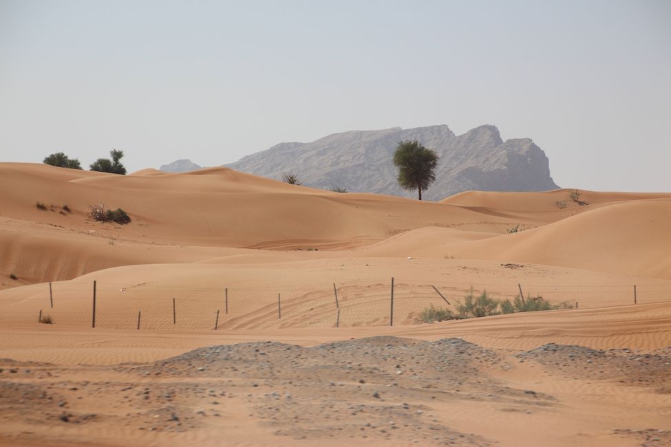 Tag 12 (2015) Abu Dhabi -Wüste - Hatta - Dubai