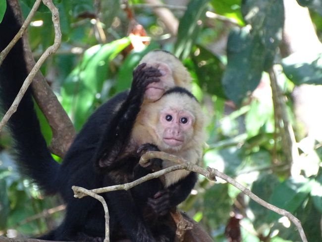 Watching capuchin monkeys