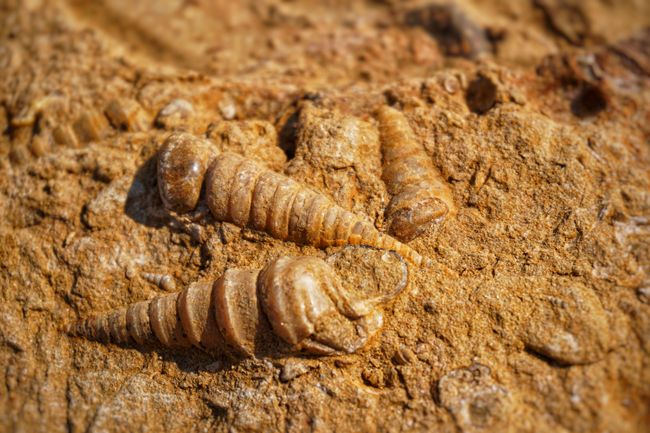 Fossilien in der Wüste