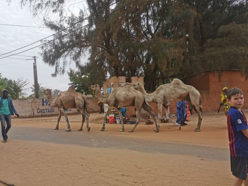 Just like that, a herd of camels is driven over the streets 🕵️‍♀️