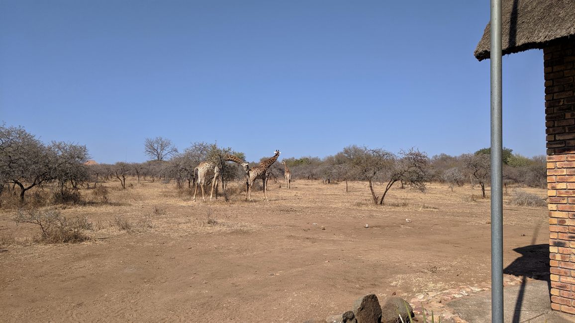 Araw 18: Isang hardin na puno ng mga giraffe at pabalik sa Johannesburg