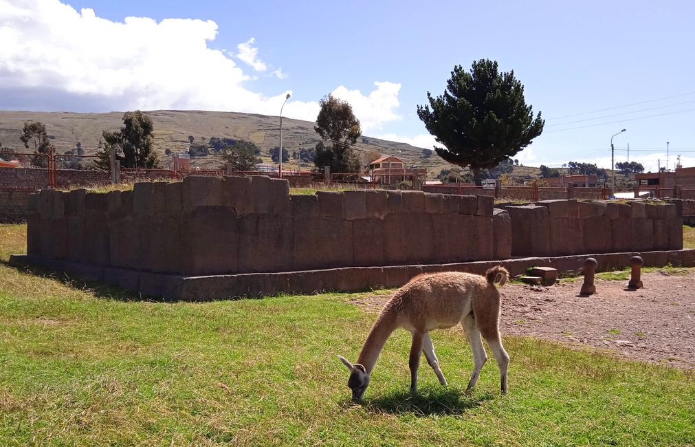 Llama in the meadow in front of the temple