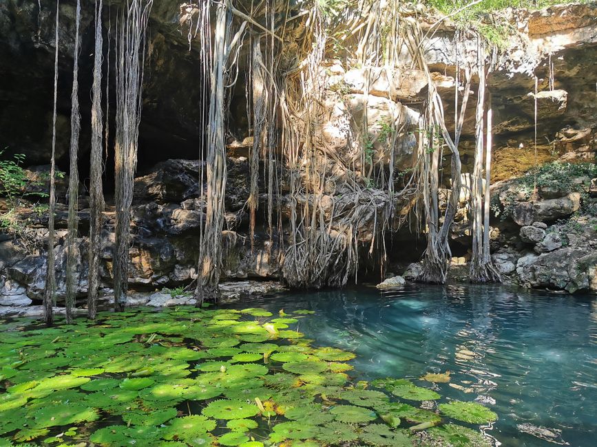 kleine und entspannte Cenote im Nirgendwo