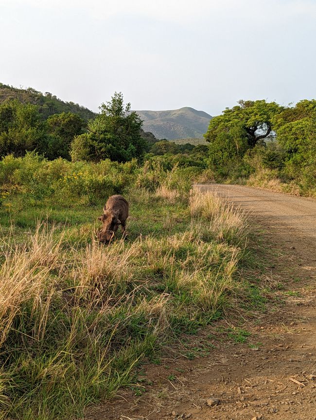 Hluhluwe-Imfolozi-Nationalparks