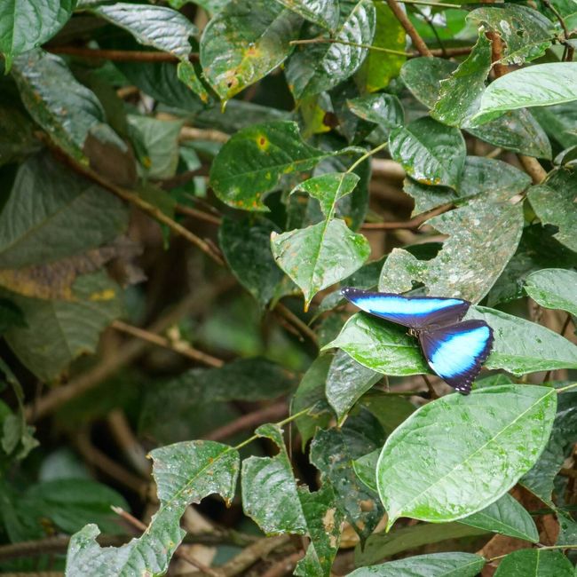 Morpho Schmetterling, die schönen blauen Flügen sind giftig, sie enthalten nämlich Blausäure