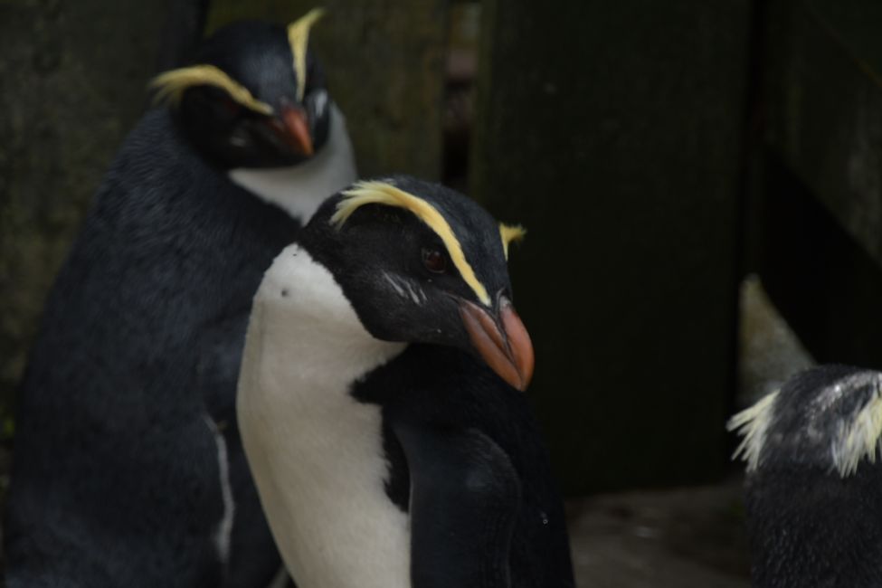 Otago Peninsula - Fiordland Crested Penguins at the rehab center
