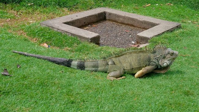 But some have found a quiet spot. Of course, iguanas are actually called 'Leguane', but here they are called iguanas everywhere.