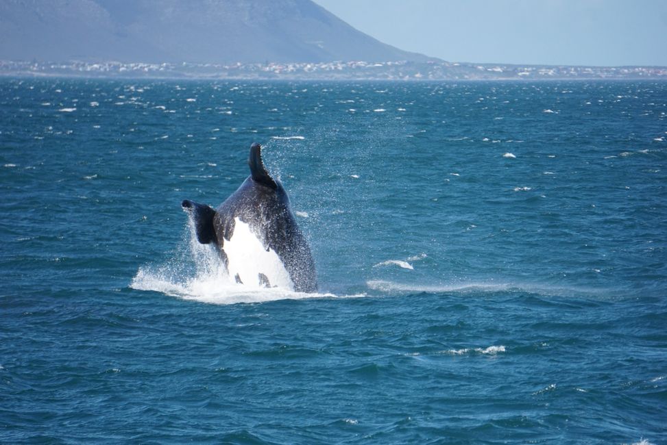 Hermanus ♥️