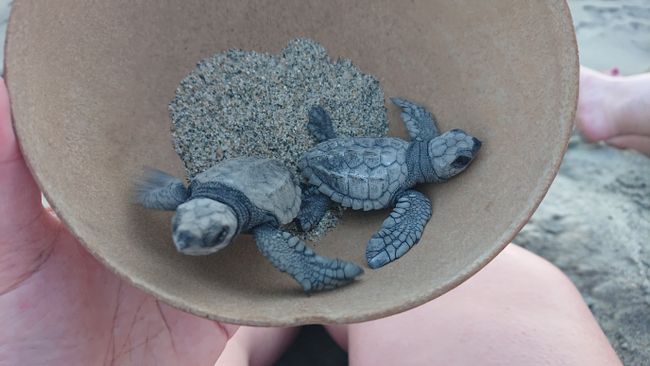 Baby-Schildkröten und Delphine