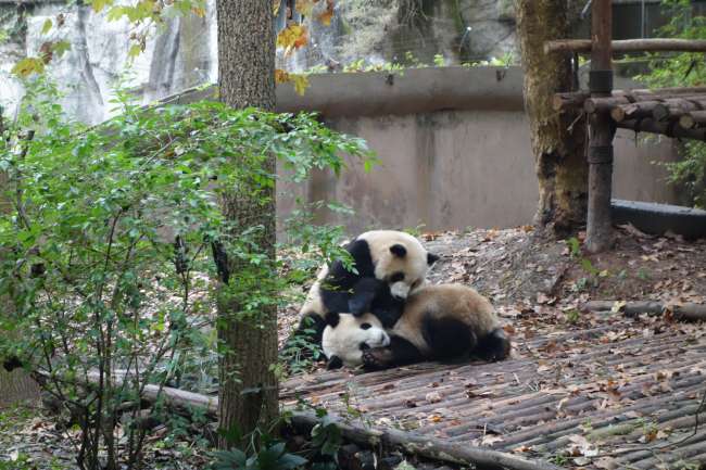 Pandas at feeding time