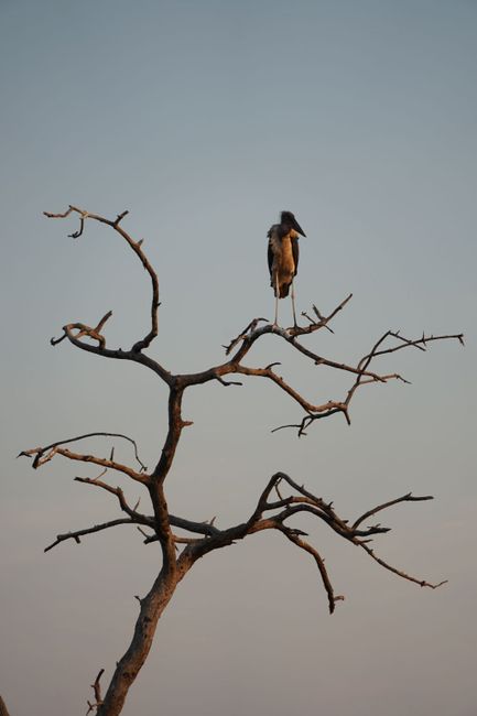 Marabou stork, one of the Ugly Five